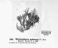 Thelephora palmata image